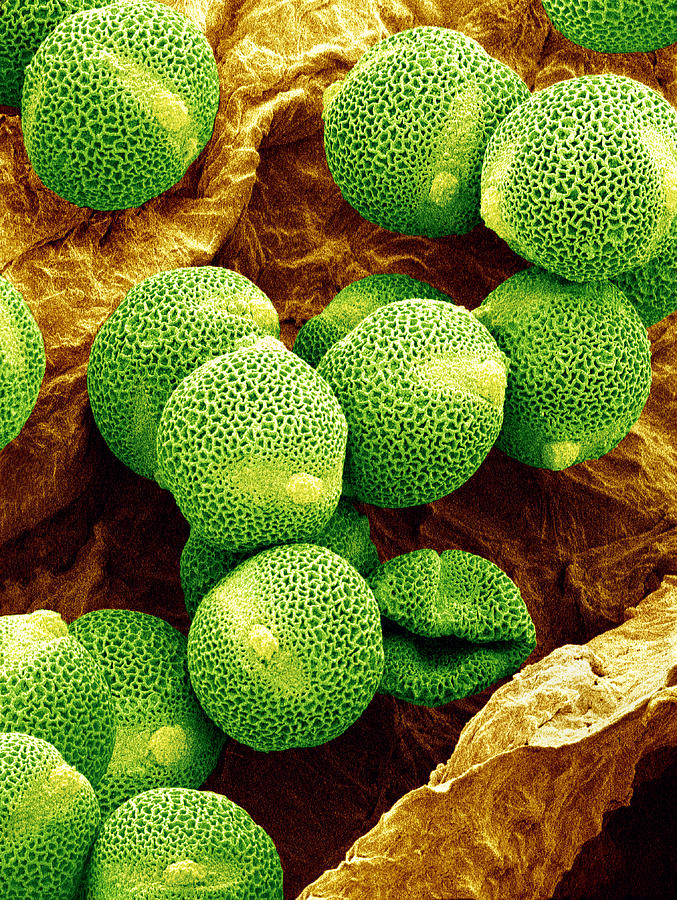 Nature Photograph - Cucumber Pollen, Sem #1 by Susumu Nishinaga