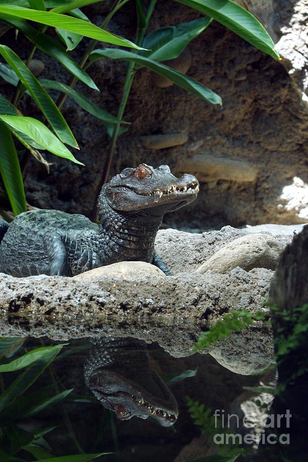 Culvers Dwarf Caiman Photograph by Jack R Brock