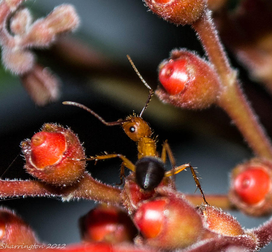Curious Ant #1 Photograph by Shannon Harrington