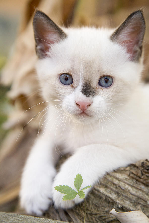 Cute 2 Month Old White Kitten by Ian Middleton