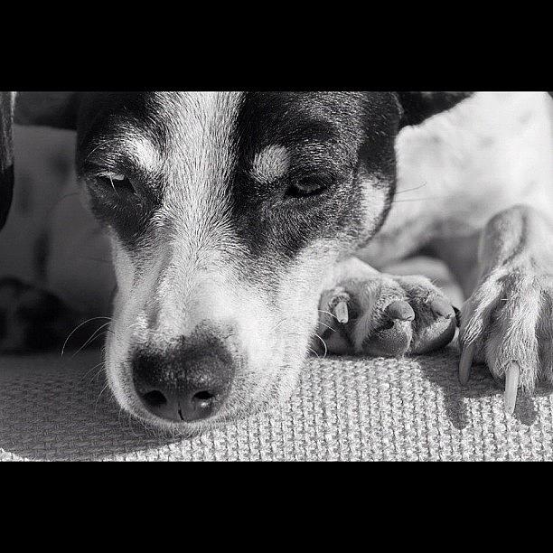 Black And White Photograph - Cute dog #1 by Adriana Guimaraes