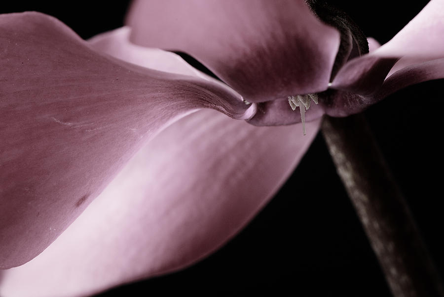 Cyclamen #1 Photograph by Laura Melis