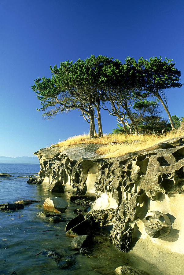 Cypress Trees On Sandstone Islet #1 Photograph by David Nunuk