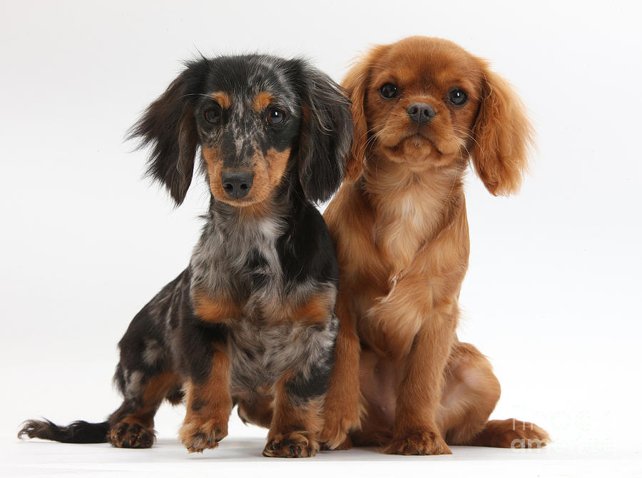 Dachshund And Cavalier King Charles #1 Photograph by Mark Taylor