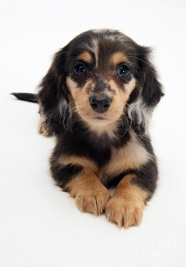 Dachshund Pup Photograph by Jane Burton