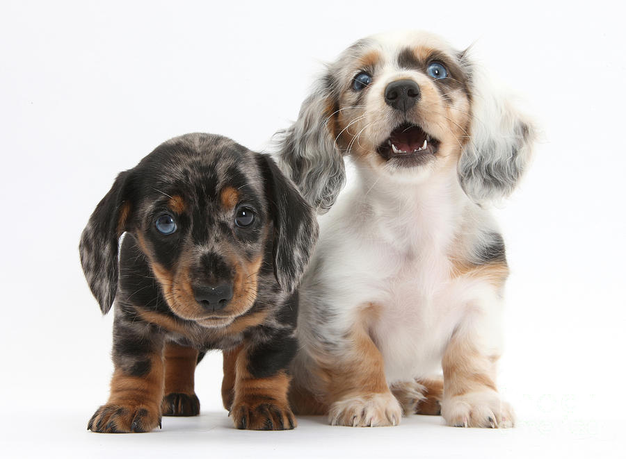 Dachshund Puppies Photograph by Mark Taylor