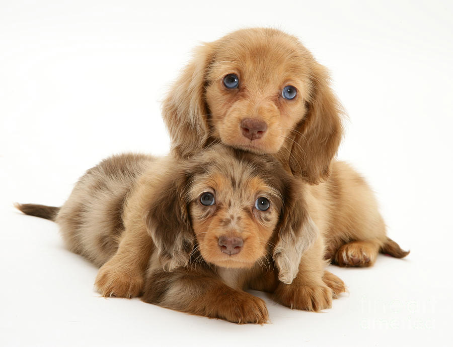 Dachshund Pups #1 Photograph by Jane Burton