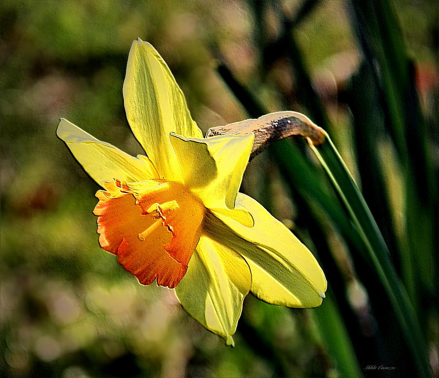 Daffodil #1 Photograph by Mikki Cucuzzo