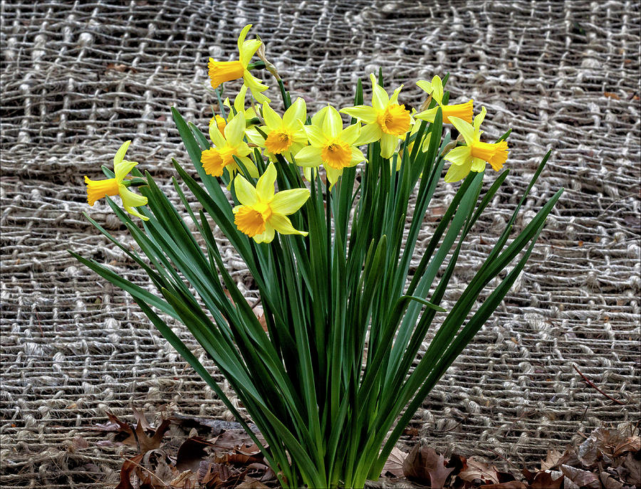Daffodils #1 Photograph by Robert Ullmann