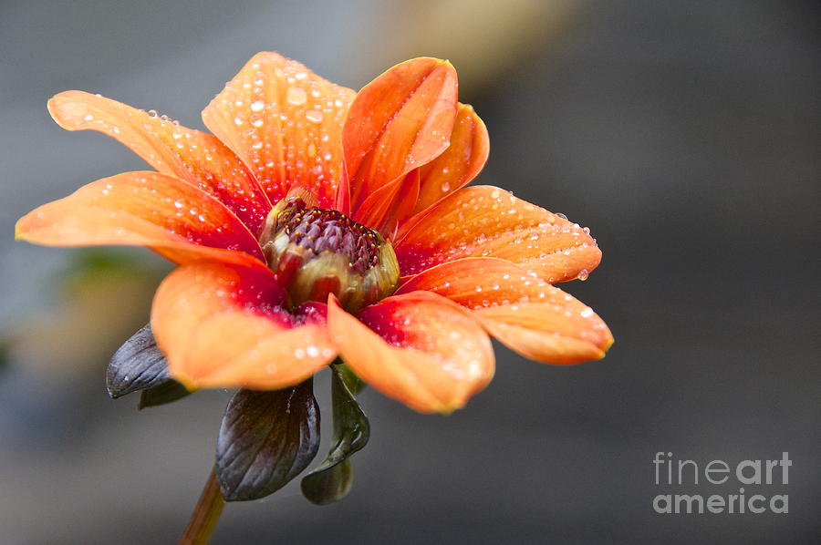 Nature Photograph - Dahlia in the Mist #1 by Sean Griffin