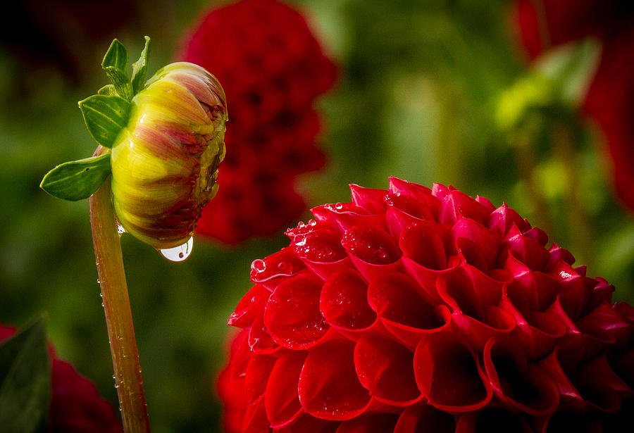 Dahlia Bud with dew Photograph by Jean Noren