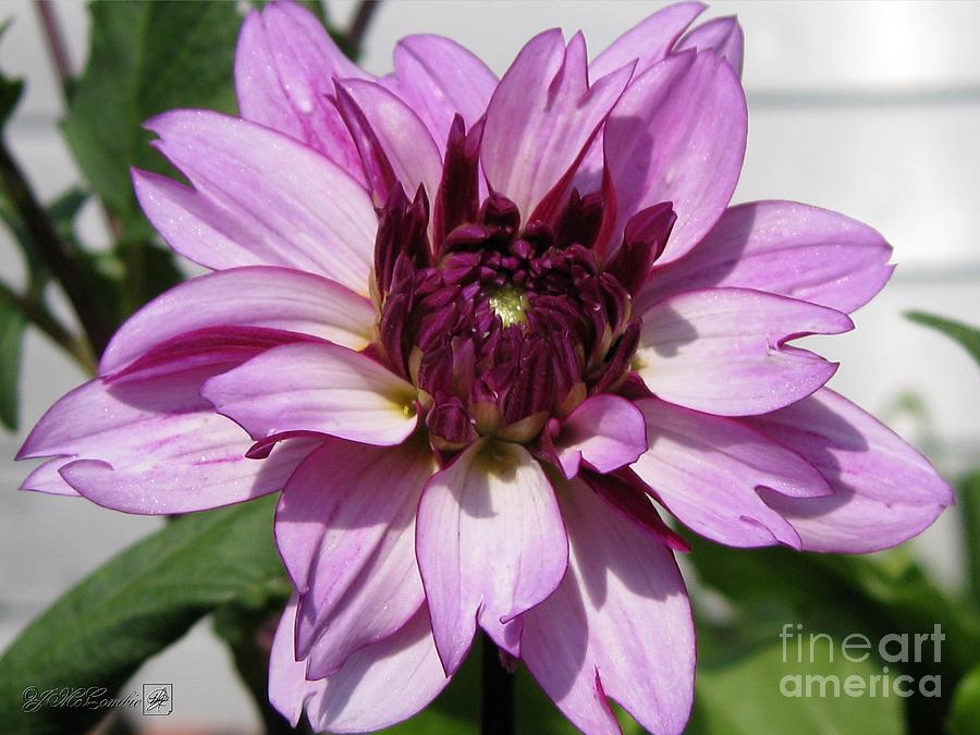 Dahlia named Lauren Michelle 1 by J McCombie