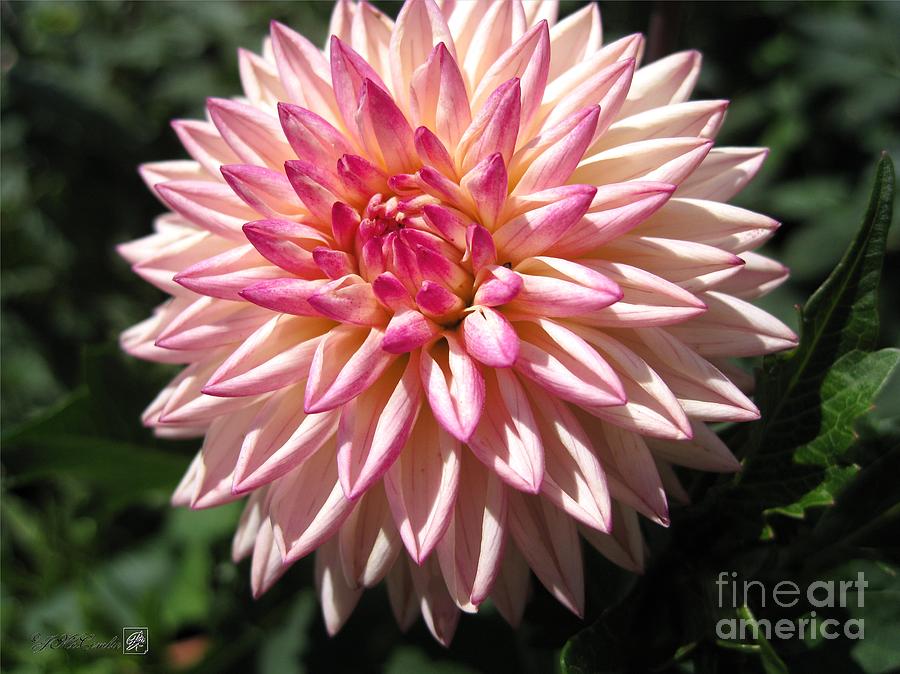 Dahlia named Valley Porcupine #6 Photograph by J McCombie