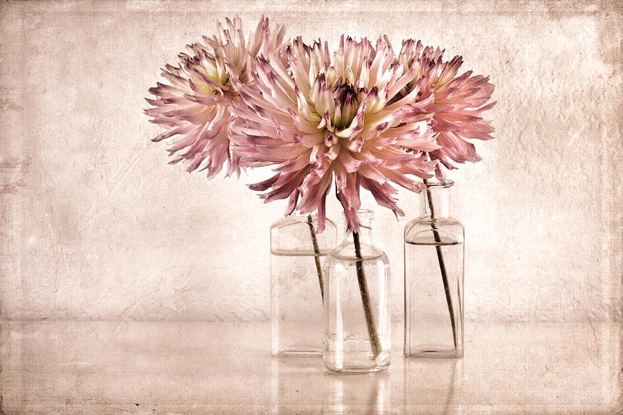 Flower Photograph - Dahlias #1 by Carol Leigh