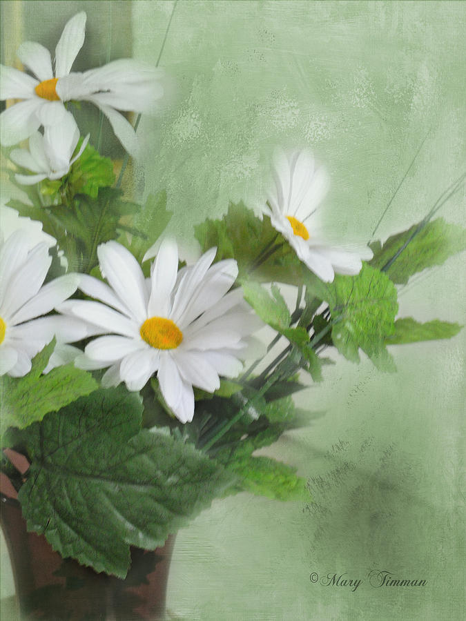 Daisies #1 Photograph by Mary Timman