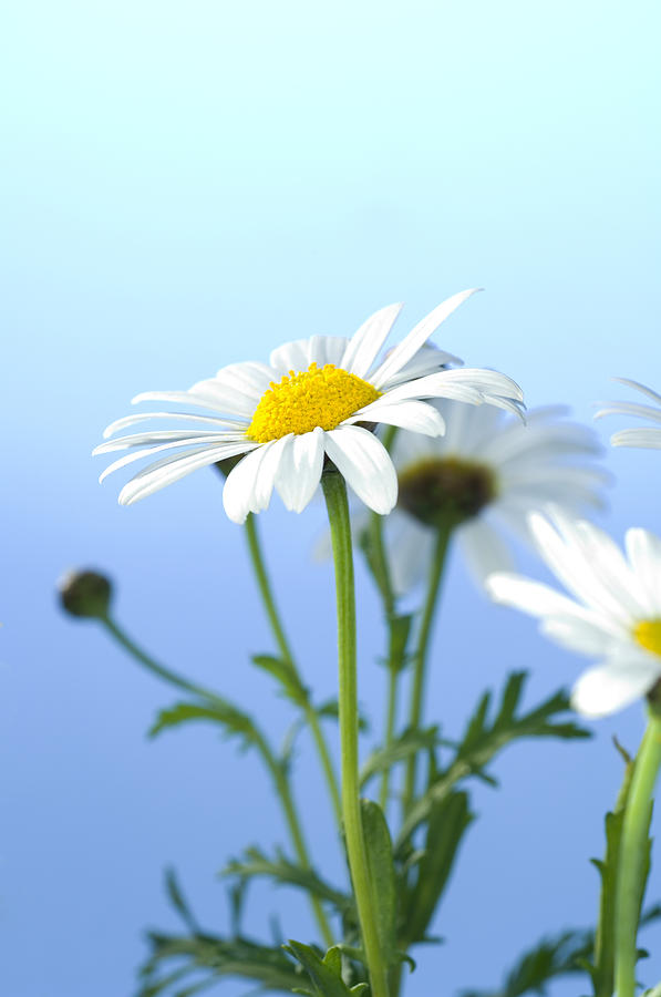 Daisy (bellis Perennis) Photograph By Lawrence Lawry - Fine Art America