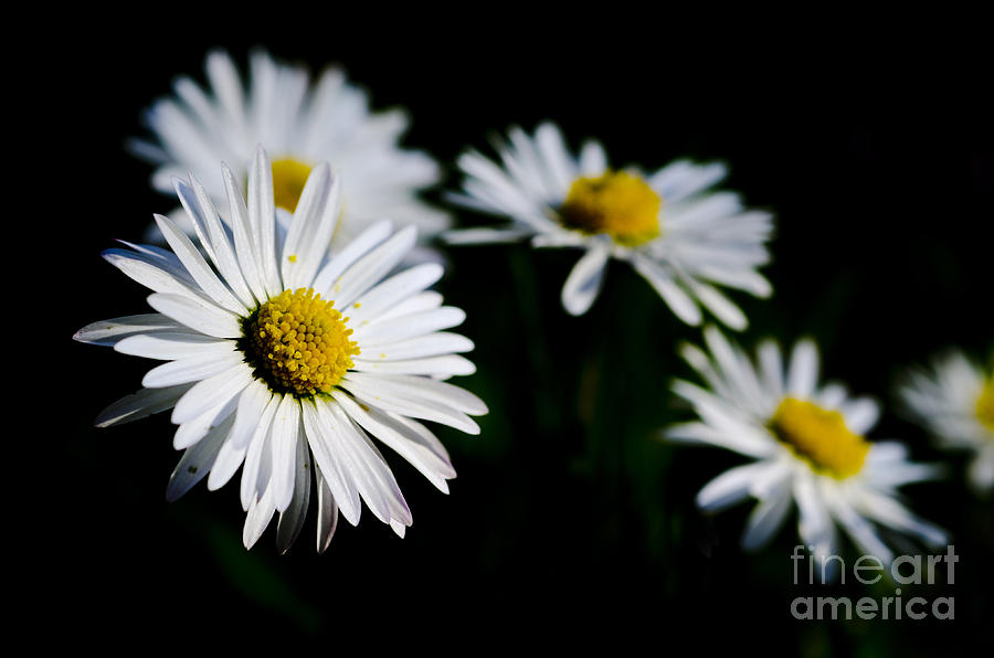 Daisy flowers #1 Photograph by Mats Silvan