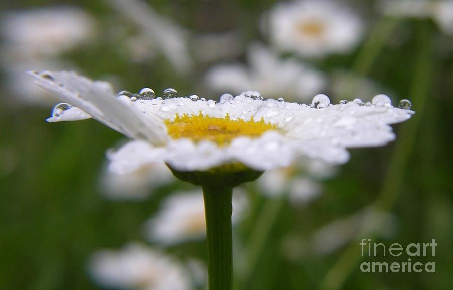 Daisy in the Rain Photograph by Yumi Johnson