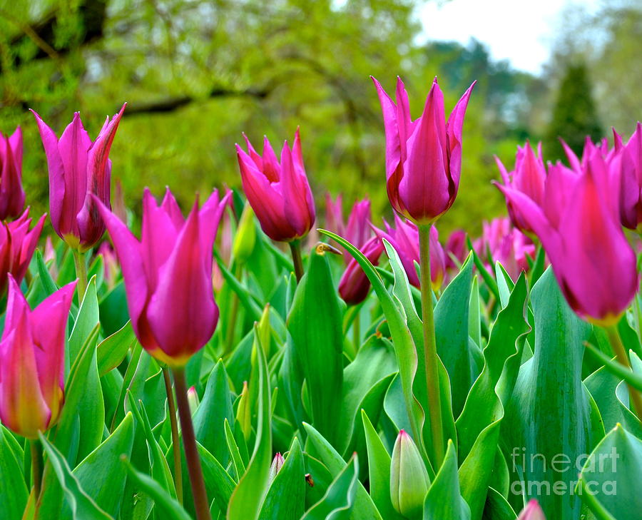 Dancing Tulips #1 Photograph by Debbi Granruth