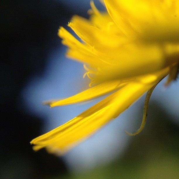 Nature Photograph - Dandelion Dreams #1 by Rillaith