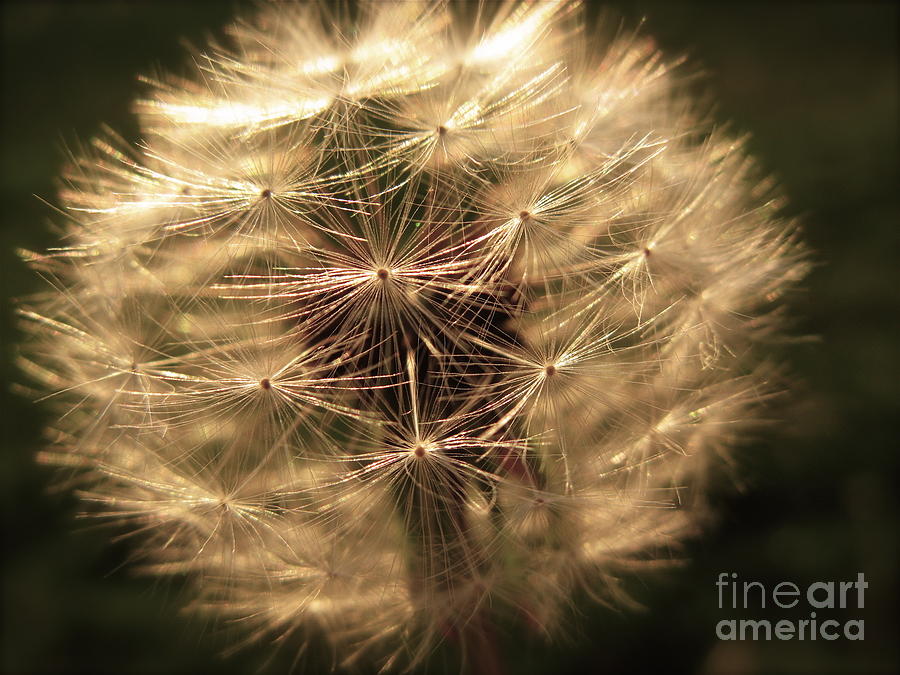 Nature Photograph - Dandelion #1 by Ksenija Pecaric