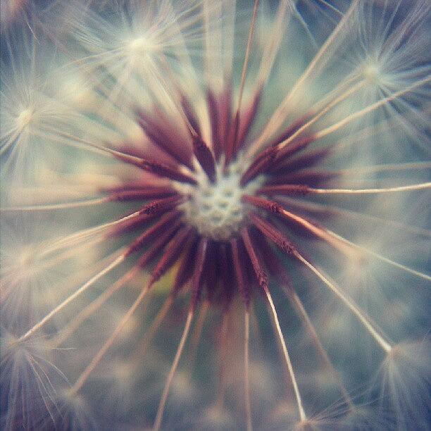 Dandelion Photograph - #dandelion #macronature #macrogardener #1 by Jen Flint