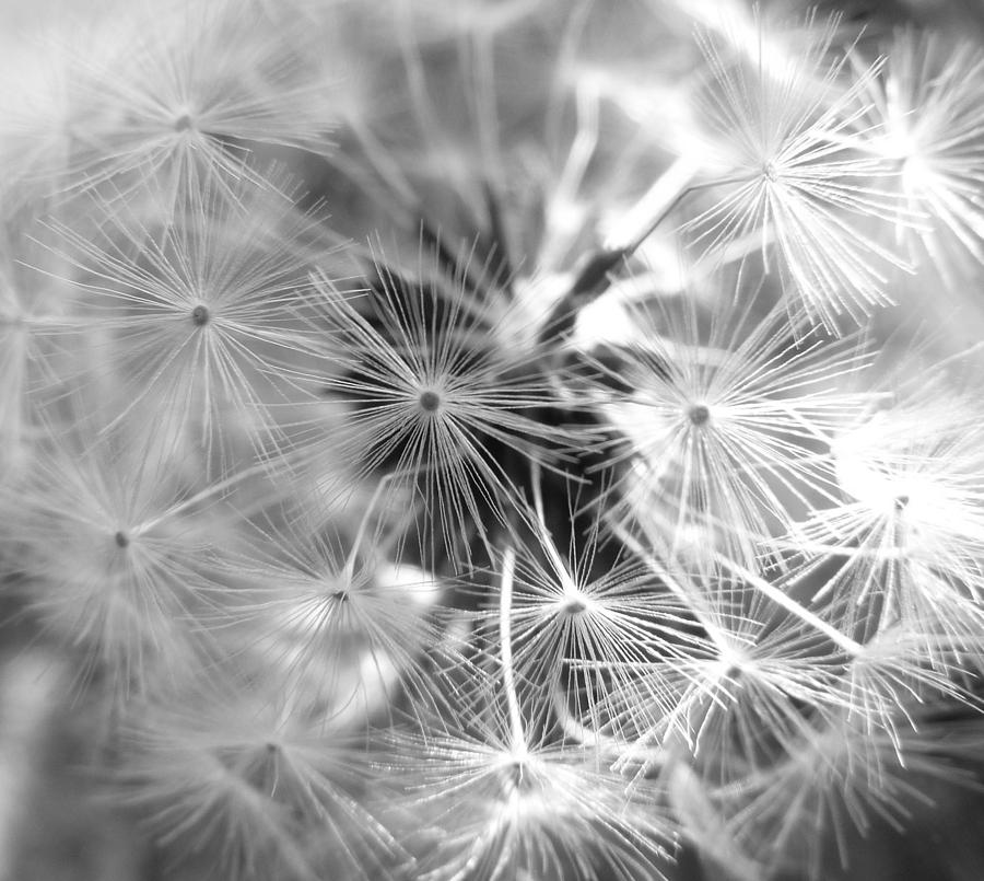 Dandelion Seed Head #1 Photograph by Lynn Bolt