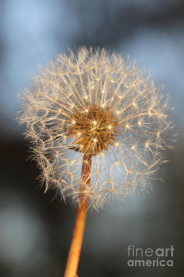 Dandelion Seed Head #1 Photograph by Photo Researchers, Inc.