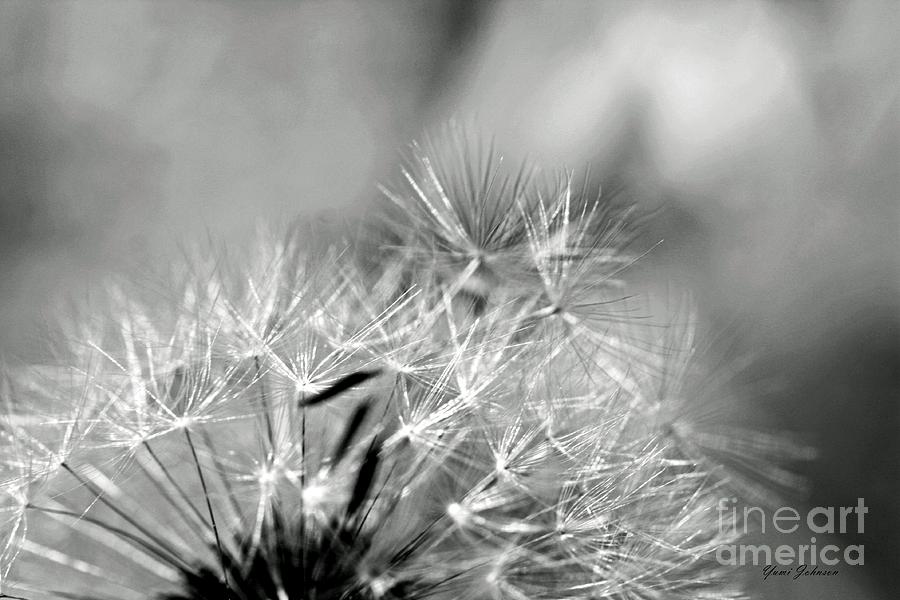 Dandelion seeds #1 Photograph by Yumi Johnson