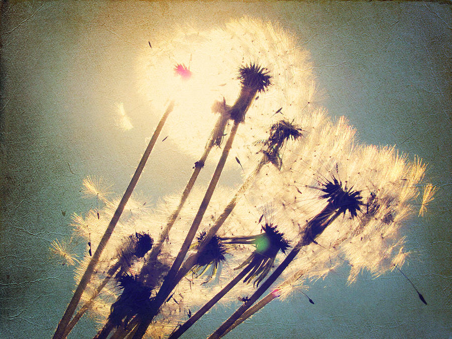 Dandelions For You #1 Photograph by Amy Tyler