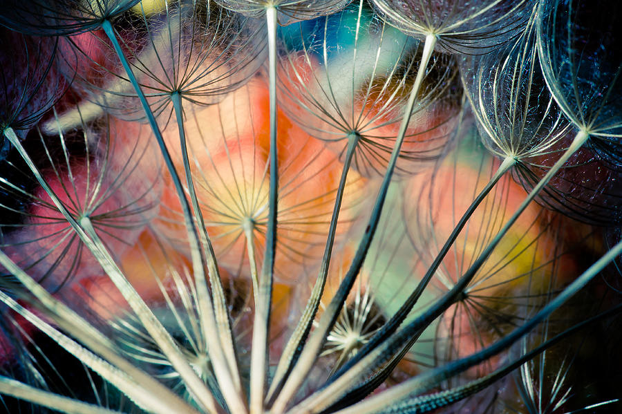 Abstract Photograph - Dandelions in Blue by Iris Greenwell