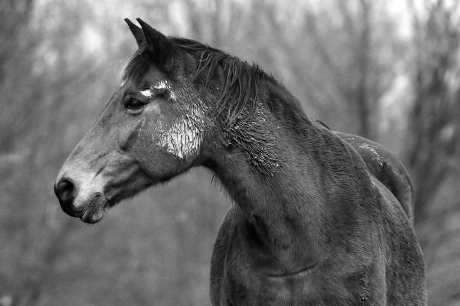 Dark Horse #1 Photograph by Steve Parr