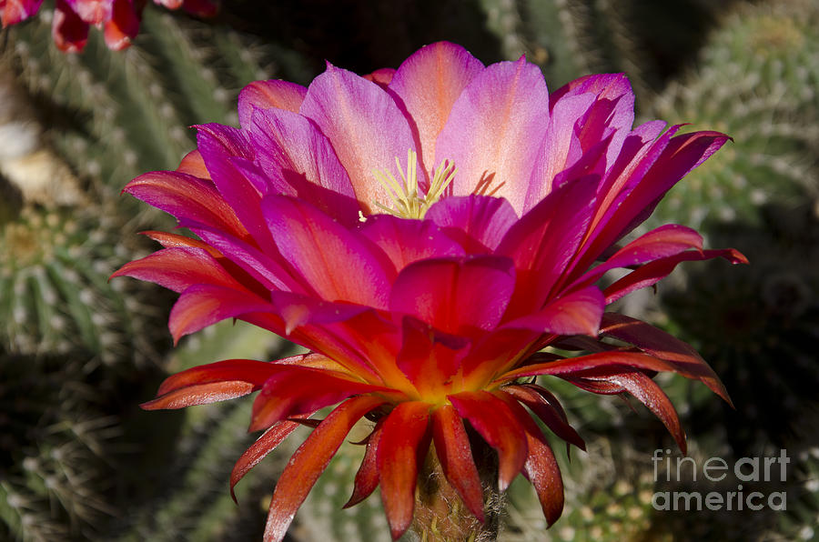 Flowers Still Life Photograph - Dark pink cactus flower #1 by Jim And Emily Bush