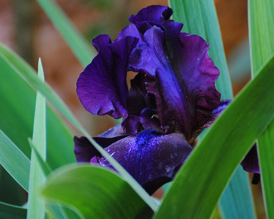 Dark Purple Iris Photograph by Jai Johnson