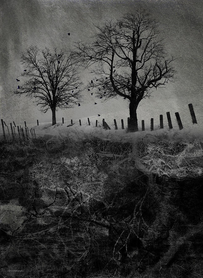 Tree Digital Art - Dark Roost #1 by Ron Jones