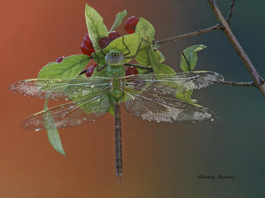 Darner on Berries by Kathy Maloney Darner on Berries by Kathy Maloney
