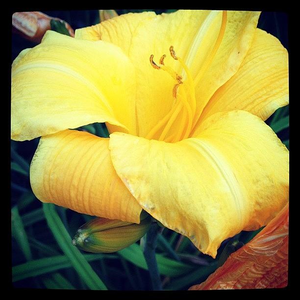 Day Lily #1 Photograph by Edie Freedman