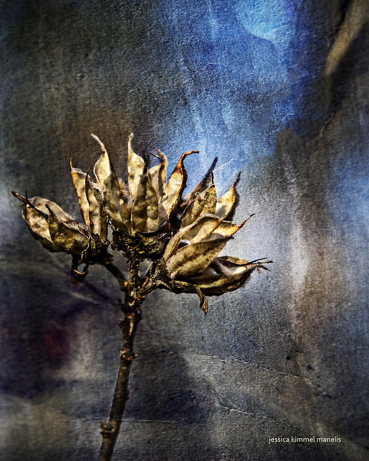 Flowers Still Life Photograph - Dead End by Jessica Manelis