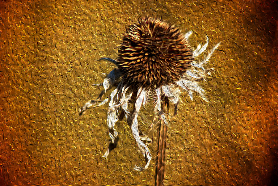 Dead Flower #1 Digital Art by Prince Andre Faubert