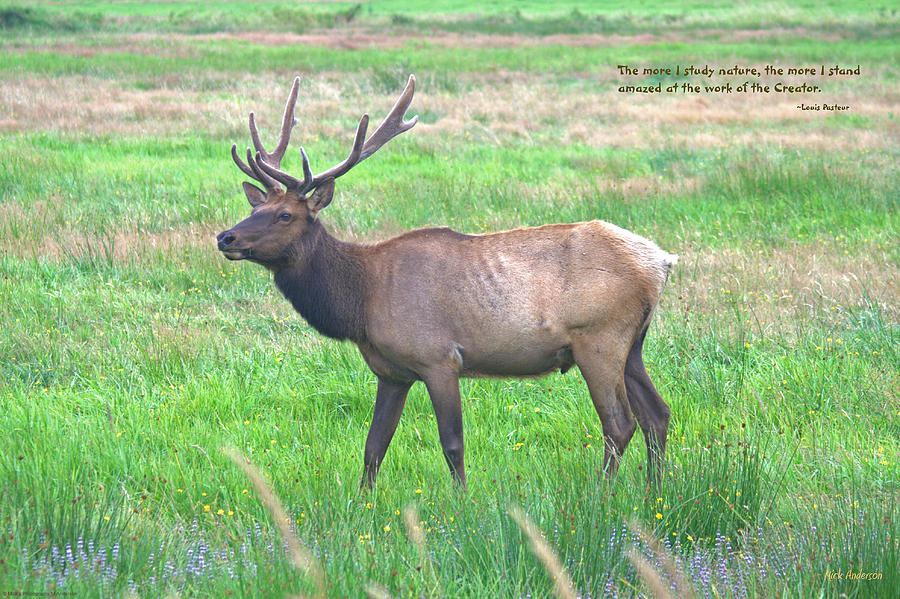 Dean Creek Elk #1 Photograph by Mick Anderson