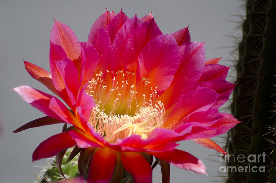 Deep pink cactus flower #1 Photograph by Jim And Emily Bush