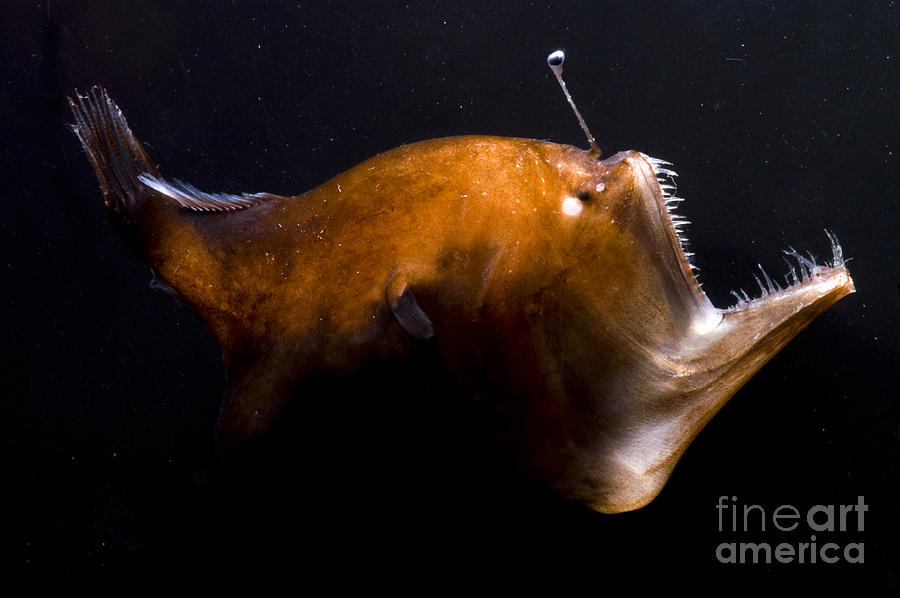 Deep Sea Angler #2 Photograph by Dante Fenolio