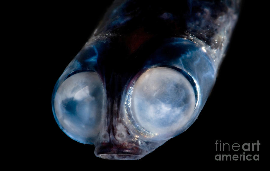 Deep sea Google eye 1 by Dant Fenolio