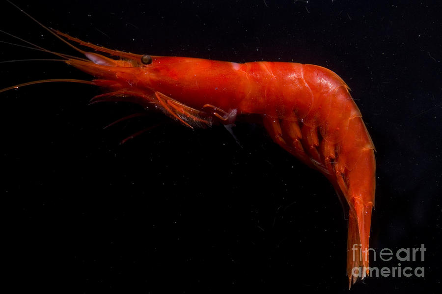 Deep Sea Prawn Photograph by Dante Fenolio - Fine Art America