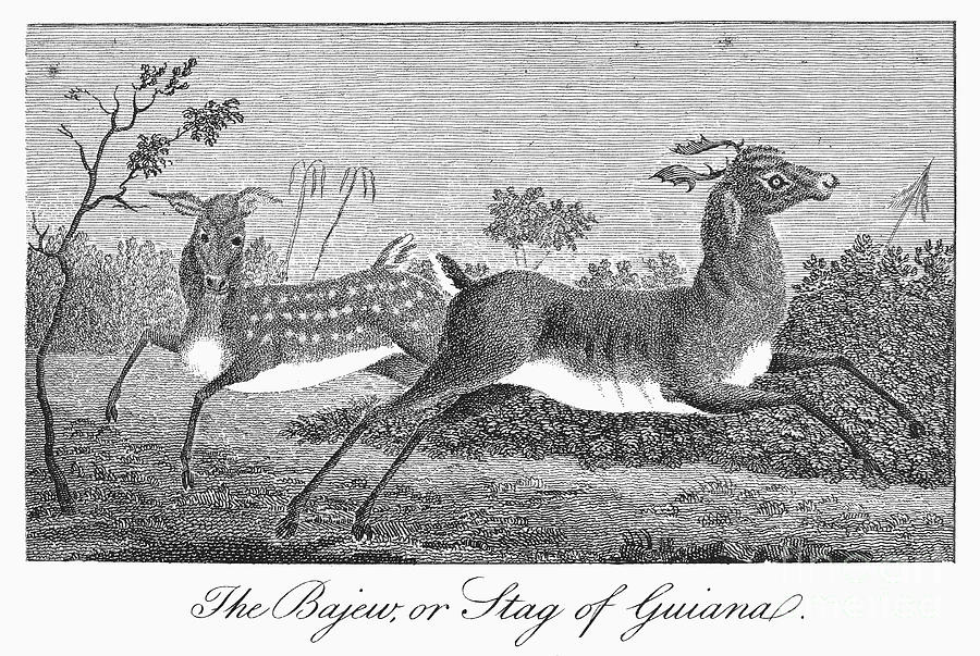 Deer, 1796 #1 Photograph by Granger