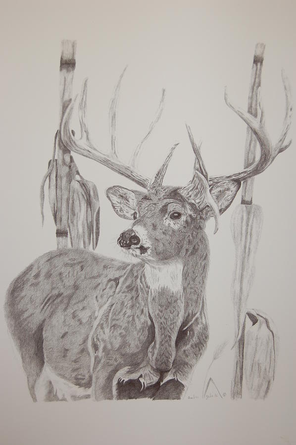 Deer in Cornfield #1 Drawing by Amber Zerba