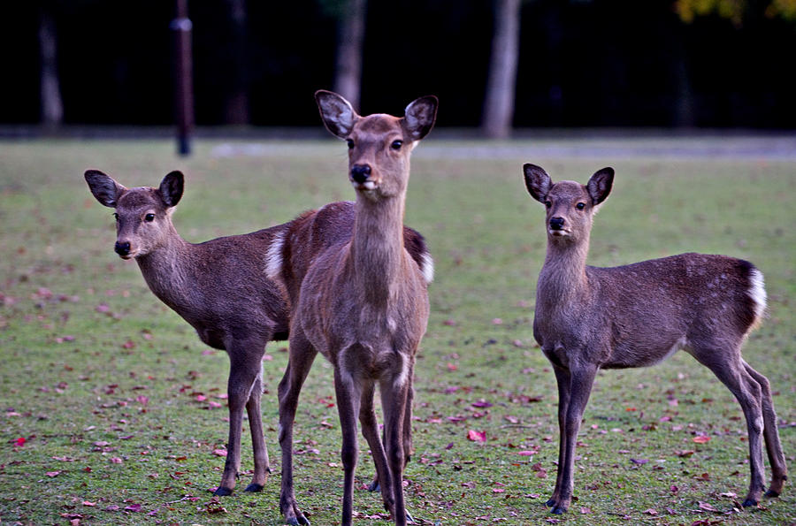 Deer in Nara park #1 Photograph by Hisao Mogi