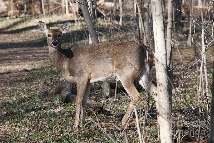 Deer Late Fall #1 Photograph by David Arment