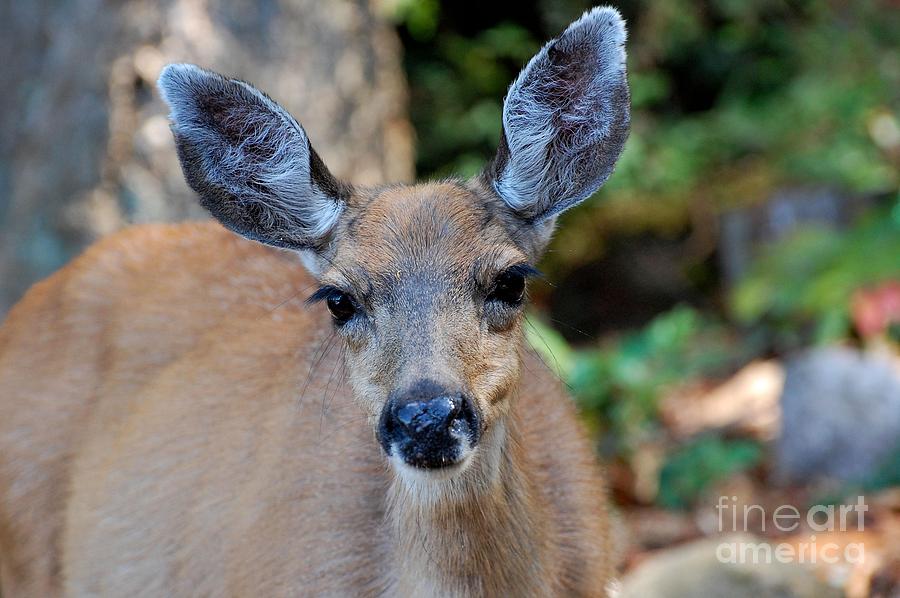 Deer Photograph - Deer by Marsha Thornton Deer Photograph - Deer by Marsha Thornton