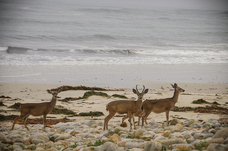 Deer on Beach #1 Photograph by Connie Cooper-Edwards